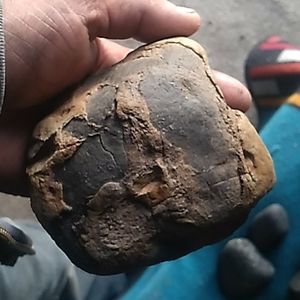 Prehistoric dinosaur fossil